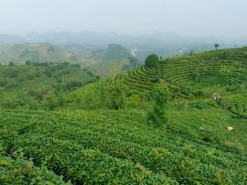 Qixianfeng Tea Plantation Tour in Yangshuo
