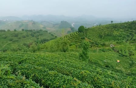 Tea Culture Experience at Qixianfeng Plantation in Yangshuo