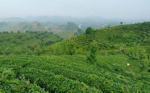Tea Culture Experience at Qixianfeng Plantation in Yangshuo