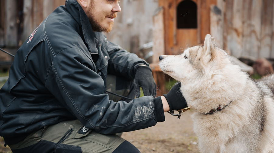 Husky Park visit, guided tour, Siberian Husky, Rovaniemi Lapland