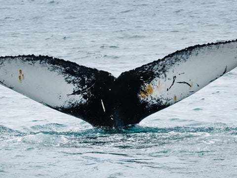  Midnight Whale watching / hydrophone, photo 5