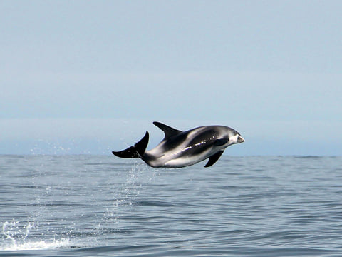 Gentle Giants Whale Watching from Husavik, Iceland - GG3 Whales and Horses with a local Family Company