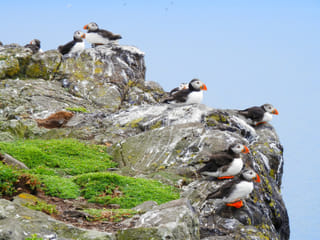 Puffin Watching Yacht Cruise from Downtown Reykjavík – Small Group Experience, photo 10