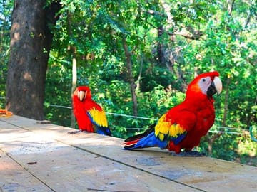 colorful macaws