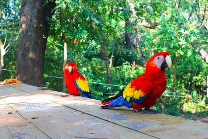 Roatan Mayan & Monkeys Zip-Line Park, Butterfly Sanctuary & Beach Adventure