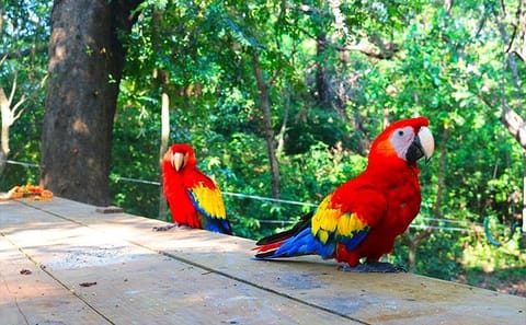 Roatan Zip-Line, Monkey Interaction, and Butterfly Sanctuary Tour