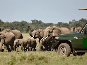 8-Day Wildlife Safari Adventure in Kenya's Laikipia County