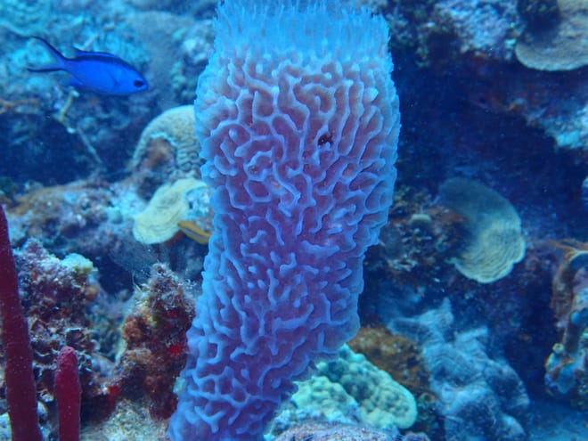 Catalina Island - Full Day Excursion From Punta Cana 5