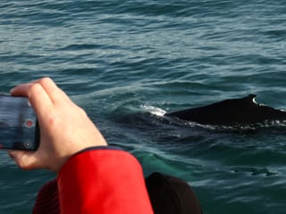Reykjavík Whales & ATV, photo 11