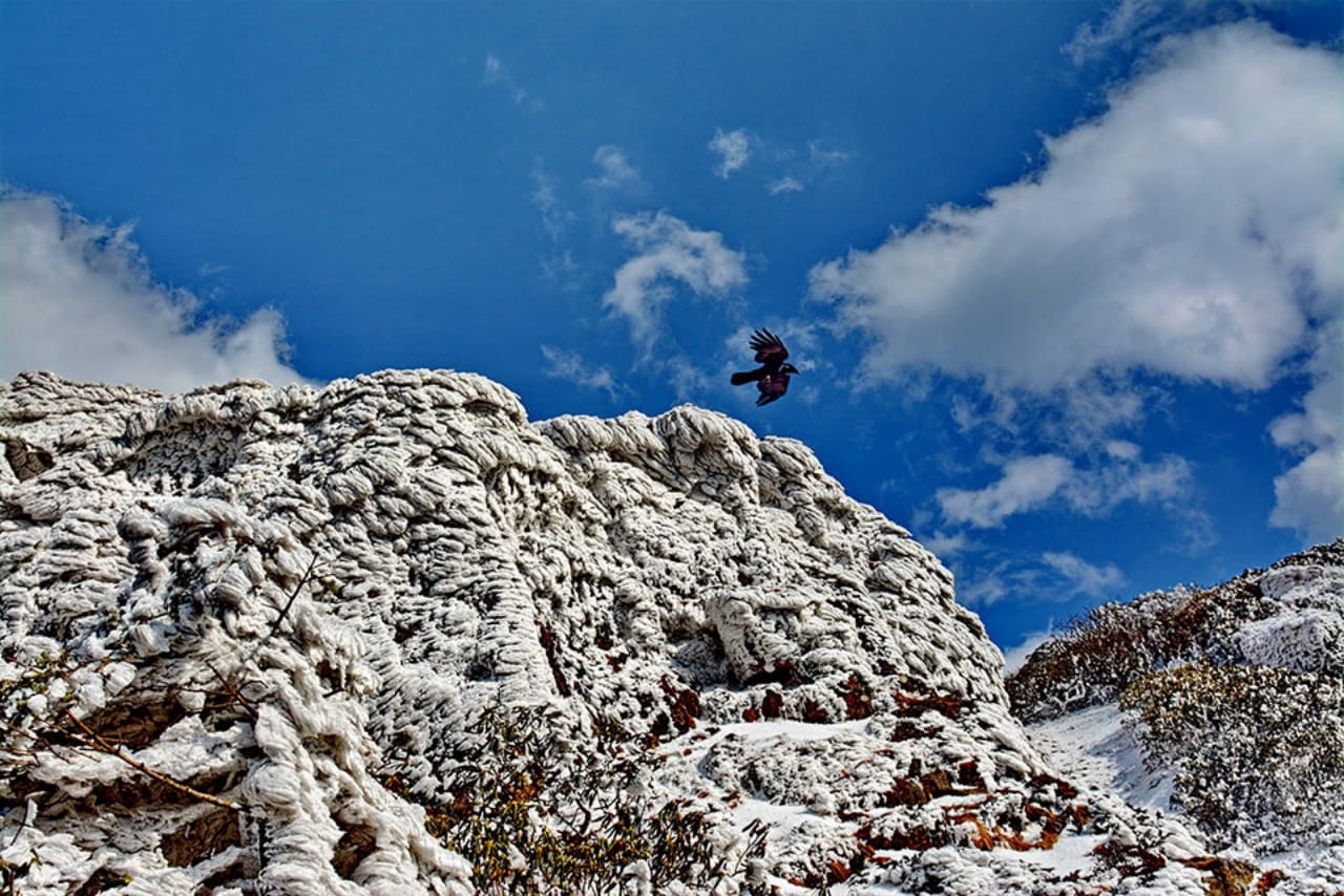 Eagles soar through the sky