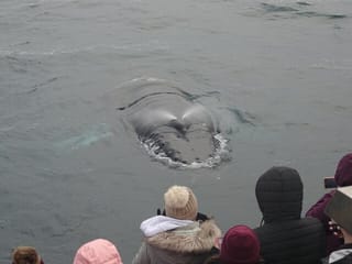 Reykjavík Bay Arctic Rose Whale Watching Excursion, photo 6