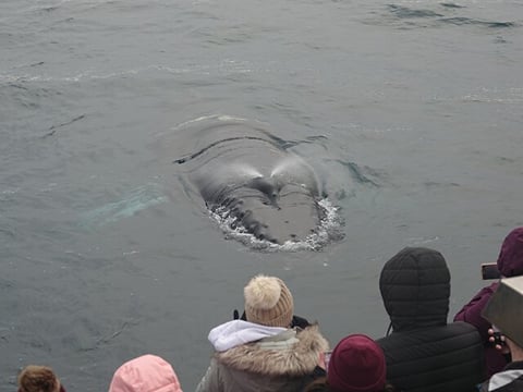 Reykjavík Bay Arctic Rose Whale Watching Excursion, photo 6