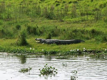 2-Day Wildlife Adventure Tour in Chitwan National Park from Kathmandu