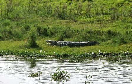 2 Day Chitwan National Park Tour from Kathmandu
