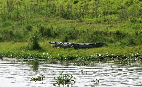 2-Day Wildlife Adventure Tour in Chitwan National Park from Kathmandu