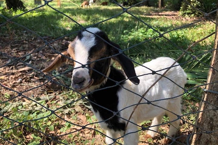 Koh Yao Native Touch & Local Tours