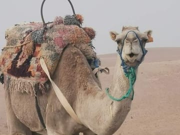 Private ATV and Camel Safari in Agafay Desert, Morocco