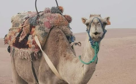 Private ATV and Camel Safari in Agafay Desert, Morocco