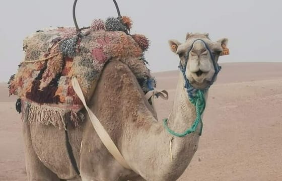 Private Safari Experience in Agafay Desert