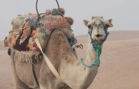 Private ATV and Camel Safari in Agafay Desert, Morocco
