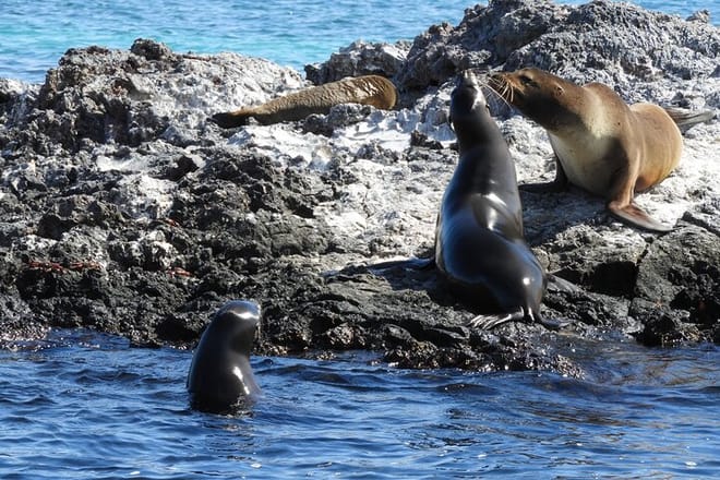 Galapagos Fauna