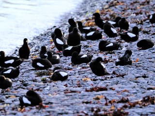 A number of black guillemot sitting on the beach by the waters edge