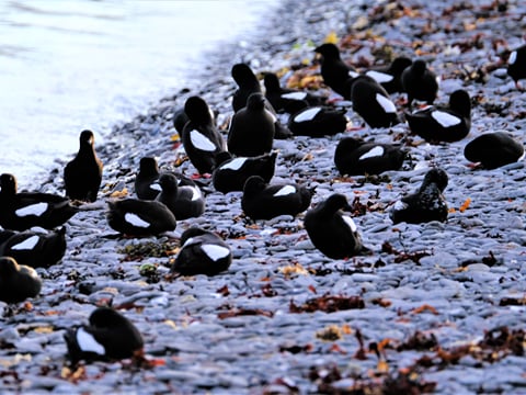 A number of black guillemot sitting on the beach by the waters edge