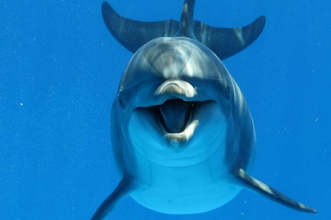 Private Speed Boat to the dolphin house Hurghada