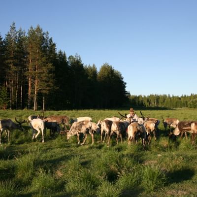 Taava Reindeer Farm – Reindeer & Lapland Traditions Year-Round