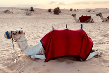 Dubai Sunrise Safari in red dune with Camel Trek with Breakfast