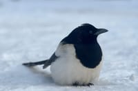 Banff Wildlife Explore and Johnston Canyon Icewalk Tour 8