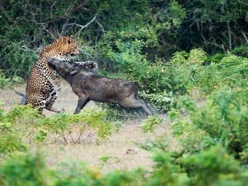 Yala Safari