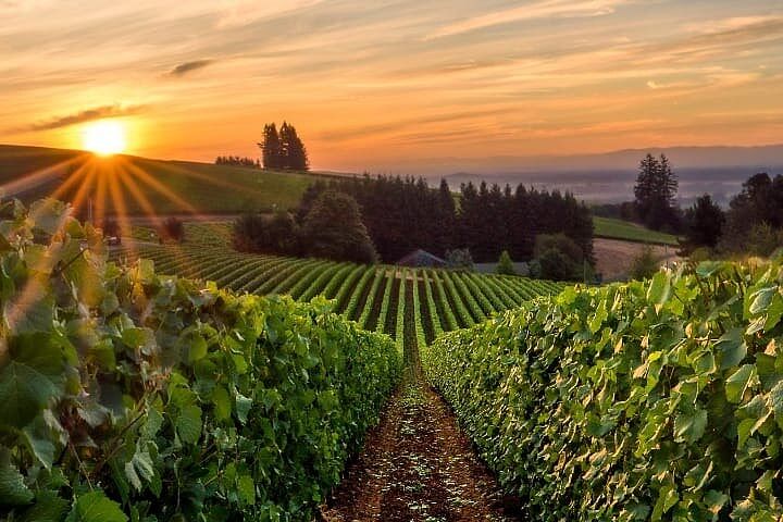 Private Willamette Valley Wine Tour from Portland: Discover Fine Wines