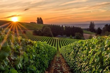 Private Willamette Valley Wine Tour from Portland: Discover Fine Wines