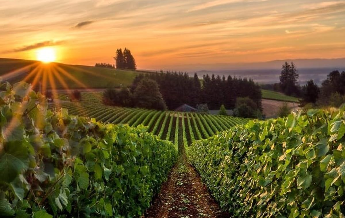 From Portland Private Willamette Valley Wine Tour