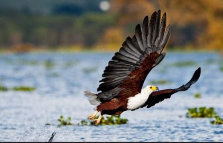 Birdwatching Day Trip to Lake Nakuru National Park, Kenya