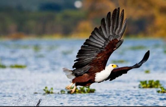 1 Day Must-See Birds Paradise Lakes Nakuru-Lake Naivasha