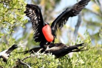 Paradise Islands Tour: Isla Contoy and Isla Mujeres 6