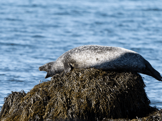 Private deutschsprachige Snæfellsnes Tagestour ab Reykjavík mit Luxus-Van, photo 7