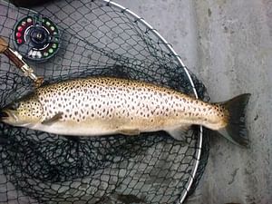 Wild brown trout fishing on Lough Corrib. Galway. Private guided. Full Day.
