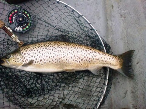 Wild brown trout fishing on Lough Corrib, single fisherman. Galway. Private guided. 4