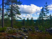 Goods of the Forest – Picking Trip of the Season’s Berries or Mushrooms, 3 Hours 2