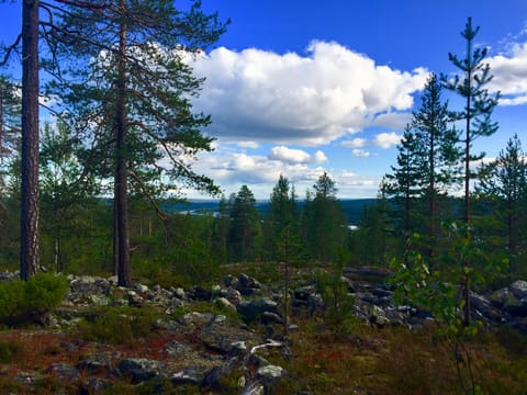 Goods of the Forest – picking trip of the season’s berries or mushrooms, 3 hours (Private Tour)