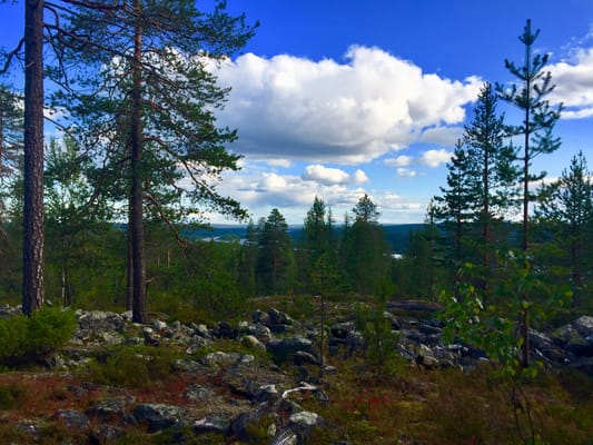 Goods of the Forest – picking trip of the season’s berries or mushrooms, 3 hours (Private Tour)