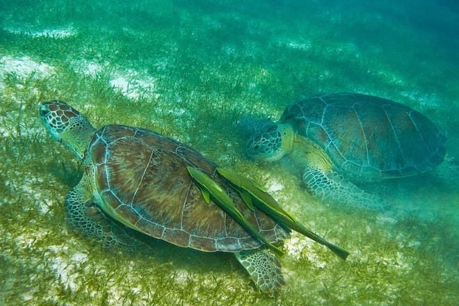 Private Snorkel with Turtle at Akumal 5