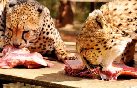 Animal Orphanage with Safari Walk and Bomas of Kenya Guided Tour