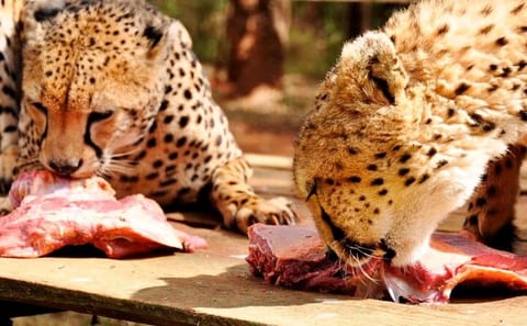 Safari Walk and Cultural Experience at Nairobi's Bomas of Kenya