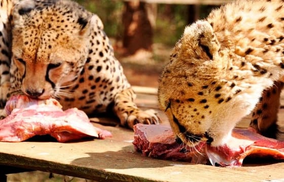 Animal Orphanage with Safari Walk and Bomas of Kenya Guided Tour