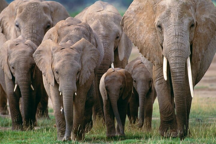  Elephant Orphanage & Giraffe Centre Tour 7
