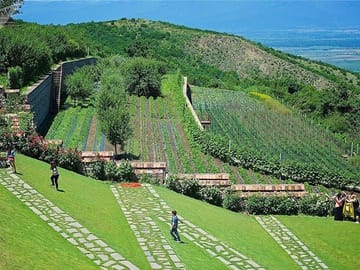Kakheti Wine and Culinary Tour from Tbilisi: Sighnaghi & More